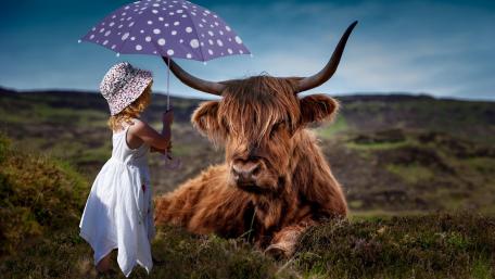Highland cattle with a little girl wallpaper