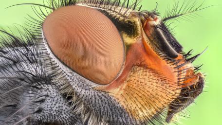 Housefly macro photo wallpaper