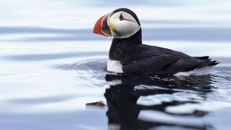 Puffin in Svalbard, Norway wallpaper