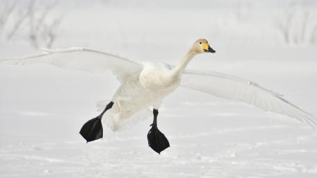 White geese flying in the snowy field wallpaper