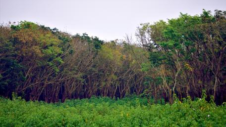 Forest wallpaper
