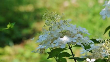 Delicate White Blossoms in Nature's Embrace wallpaper