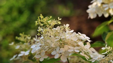 Elegant White Hydrangea Blossoms Captured in Nature's Beauty wallpaper