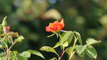 Vibrant Blurry Rose Wallpaper for Nature Lovers wallpaper
