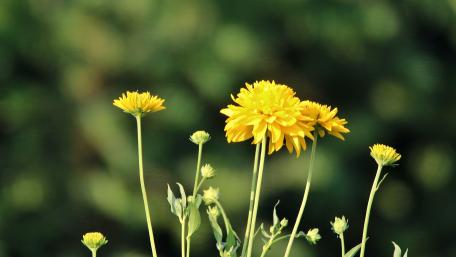 Bright Yellow Blossoms in a Blurry Background wallpaper