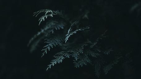 Whispers of the Night Forest wallpaper
