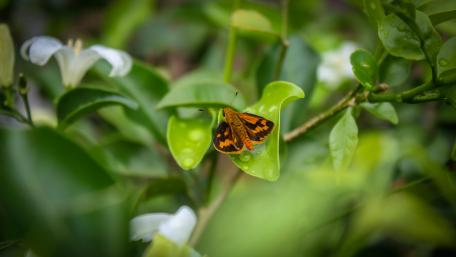 Sri lankan butterfly wallpaper