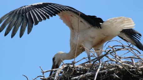 Majestic Stork Nesting in Its Habitat wallpaper
