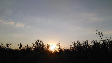Tranquil Sunset Over Nature's Greenery wallpaper