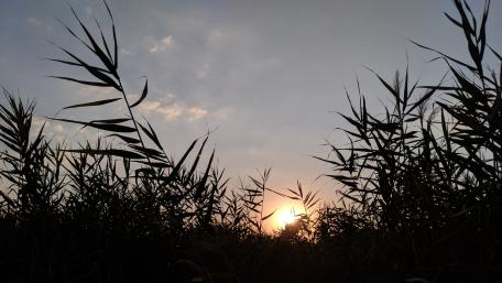 Serene Sunset Through Tall Reeds wallpaper