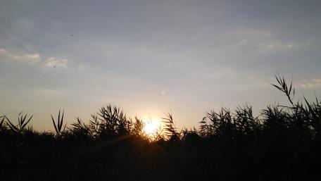Serene Sunset Over Tall Grass wallpaper
