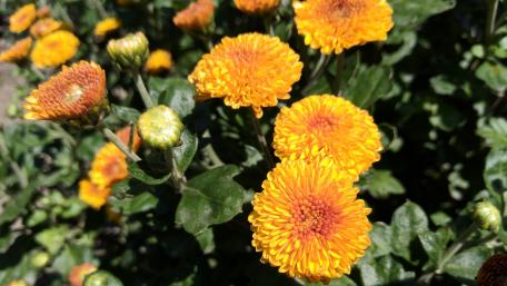 Vibrant Yellow Chrysanthemums in Bloom wallpaper