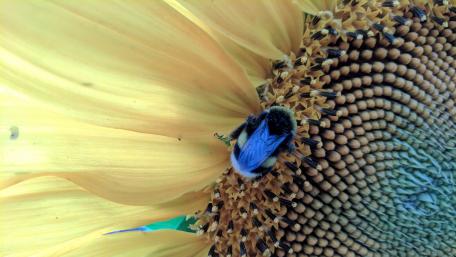 Vibrant Bumblebee on Sunflower Petals wallpaper