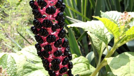 Vibrant Flowering Beauty in Nature's Design wallpaper