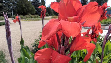 Vibrant Red Canna Lilies in Bloom wallpaper