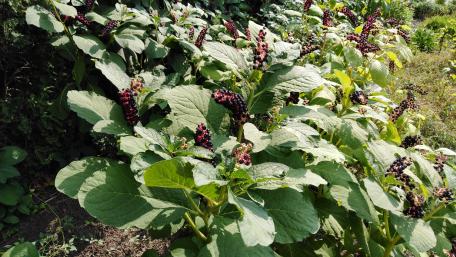 Vibrant Blackberries Among Lush Green Leaves wallpaper