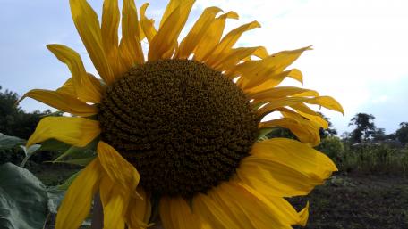 Radiant Sunflower Beauty in 4K Quality wallpaper