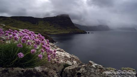Serene Coastal Landscape with Flowers in Bloom wallpaper