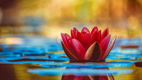 Red Lotus flower wallpaper