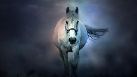 White horse wallpaper