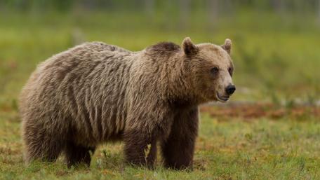 Majestic Bear in Wilderness Landscape wallpaper