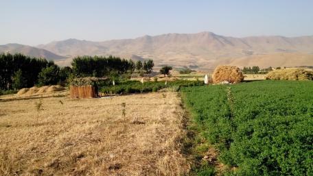 Kurdish farm wallpaper