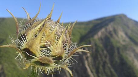 Thistle wallpaper