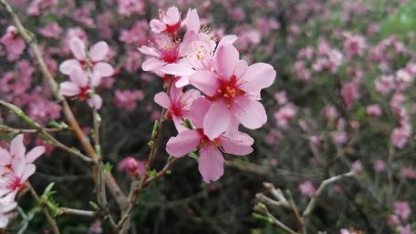 Pink Petal wallpaper
