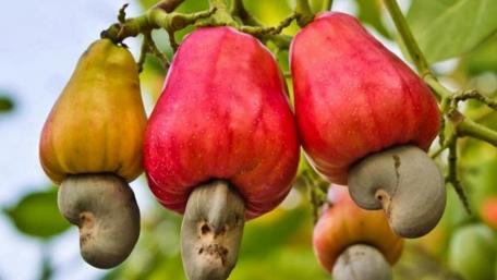 Cashew tree wallpaper