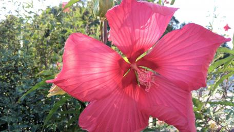 Vibrant Pink Hibiscus Blossom Captured in 4K Quality wallpaper