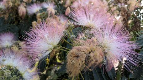Delicate Pink Flower Burst in Nature's Embrace wallpaper