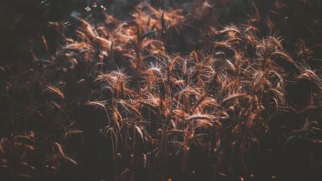 Wheatfield in the darkness wallpaper