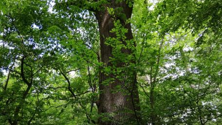 Green tree wallpaper