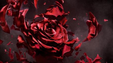 Rose explosion wallpaper