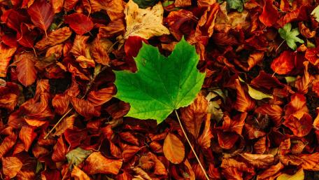 The last green leaf wallpaper