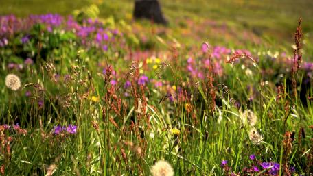 Beauty of nature flower wallpaper