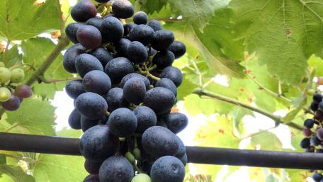 Lush Vineyard Grapes Abundant in Nature's Bounty wallpaper