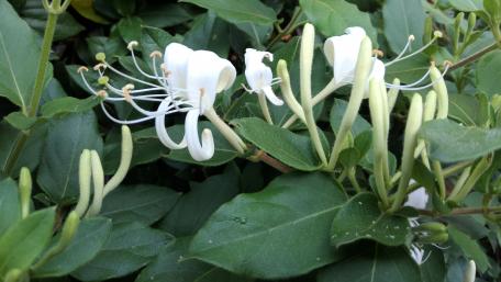 Elegant White Honeysuckle Blooms in Lush Greenery wallpaper