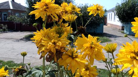Vibrant Yellow Blooms in Sunlight wallpaper