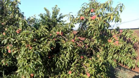 Peach tree wallpaper