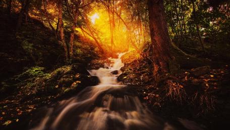 River in a forest wallpaper