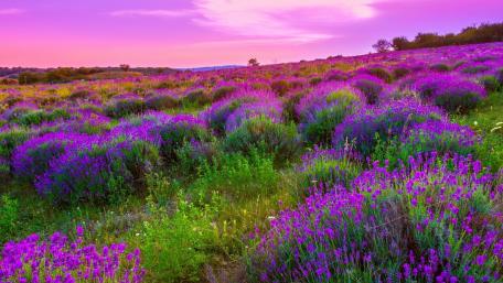 Lavender hillside wallpaper