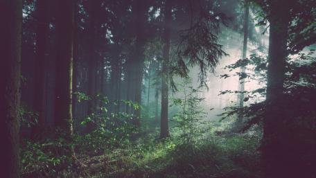 Forest sun rays wallpaper