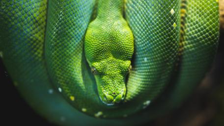 Green tree python wallpaper