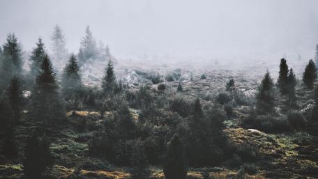 Winter's Silent Embrace in the Forest wallpaper