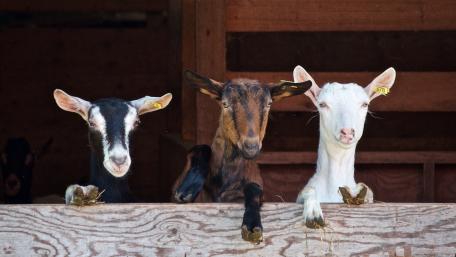Goats wallpaper