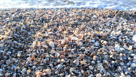 Seashells on a Tranquil Shoreline wallpaper