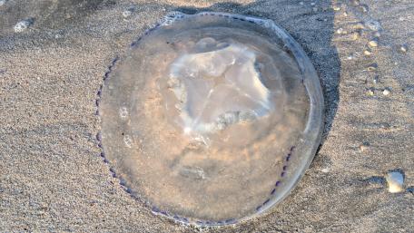Stunning Jellyfish on Sandy Beach Surface wallpaper
