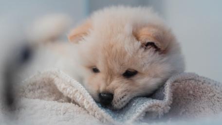 Cute puppy Waiting wallpaper