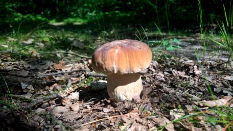 Mushroom Through the Forest Floor wallpaper